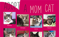 flyer--momcats17